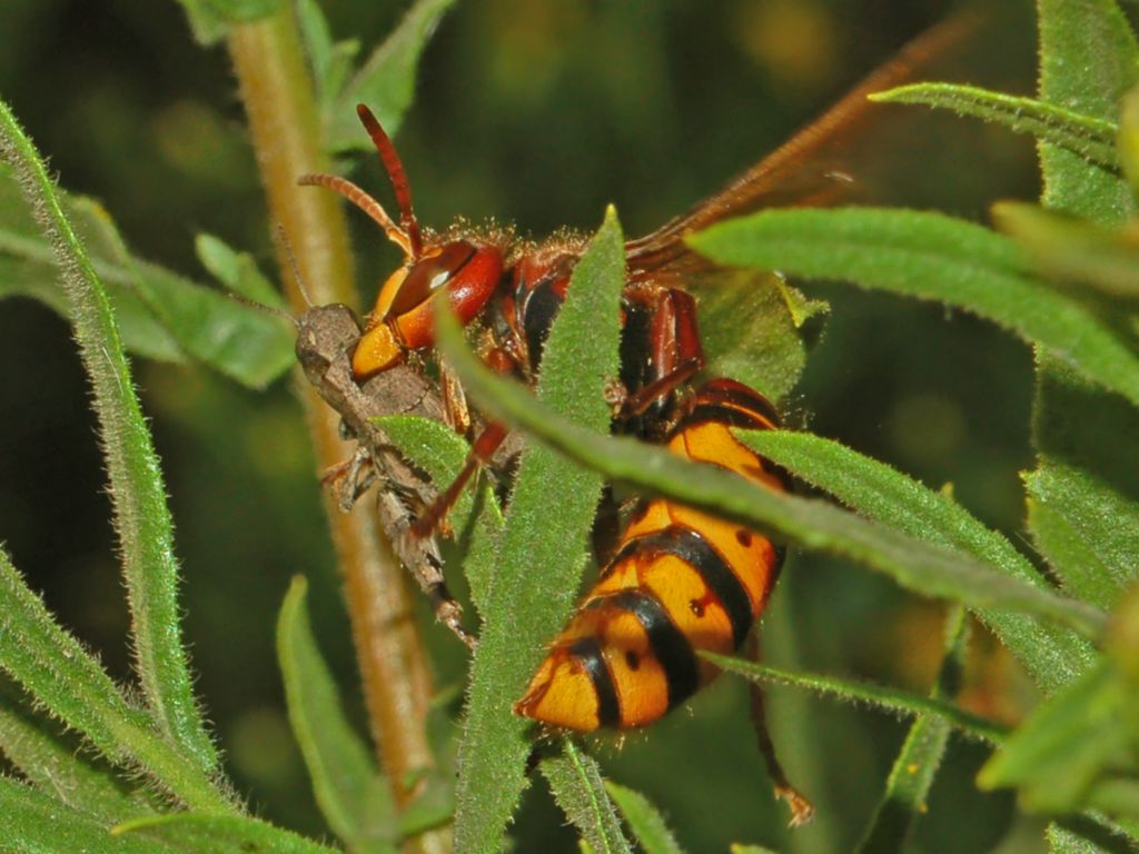 Galleria di insetti predatori e loro prede